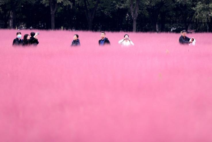 邂逅這片“粉霧?！?>
     <p>邂逅這片“粉霧?！?/p>
</a><a href=