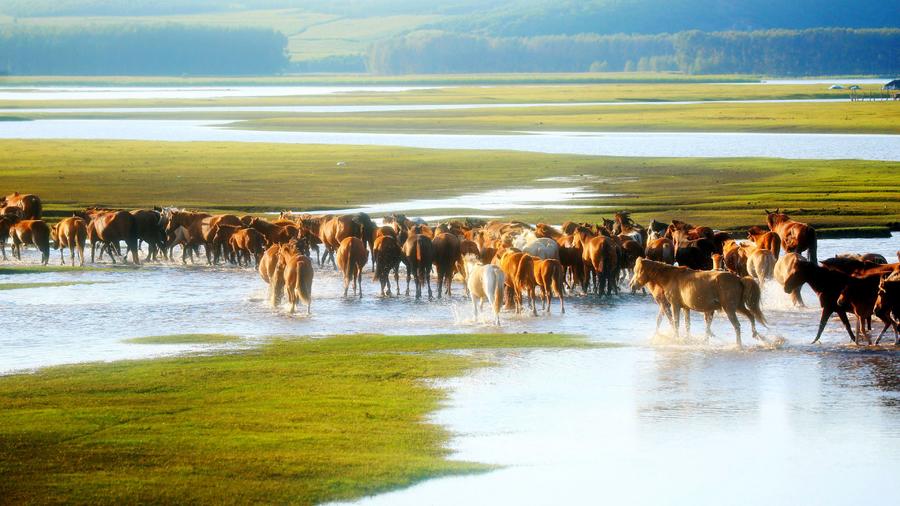 仲夏，來呼倫貝爾清涼一夏