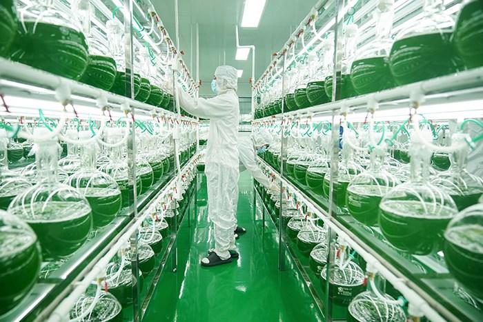 探訪全球最大蝦青素生產基地