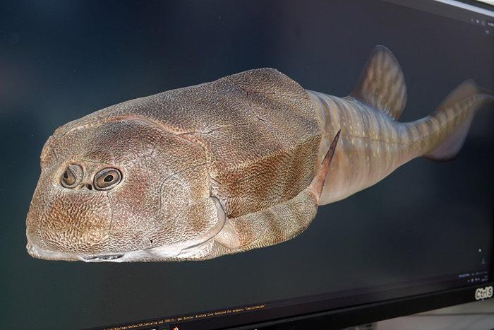 中國科學家研究發現“珠江源頭第一魚”