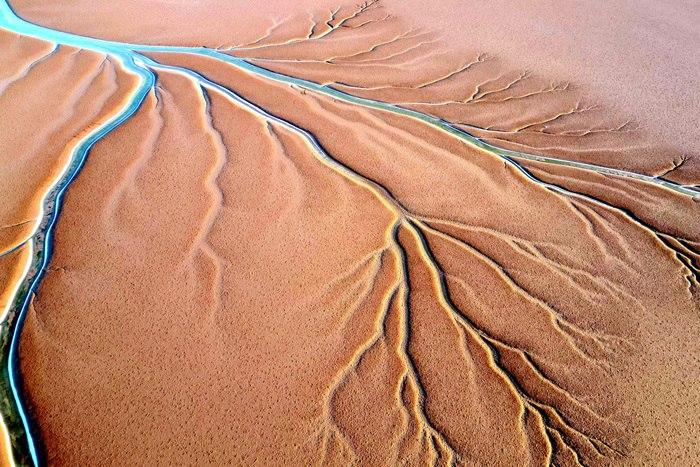 山東東營：黃河入?？诂F“潮汐樹”景觀