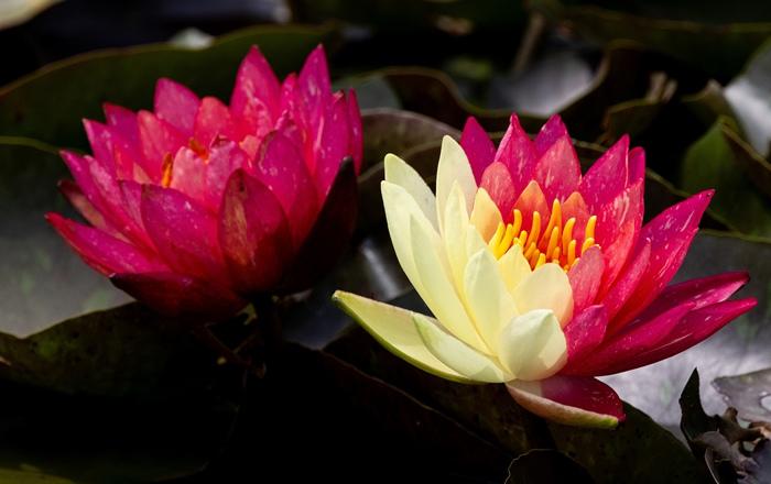 好運“蓮蓮”！安徽淮北雙色睡蓮驚艷綻放