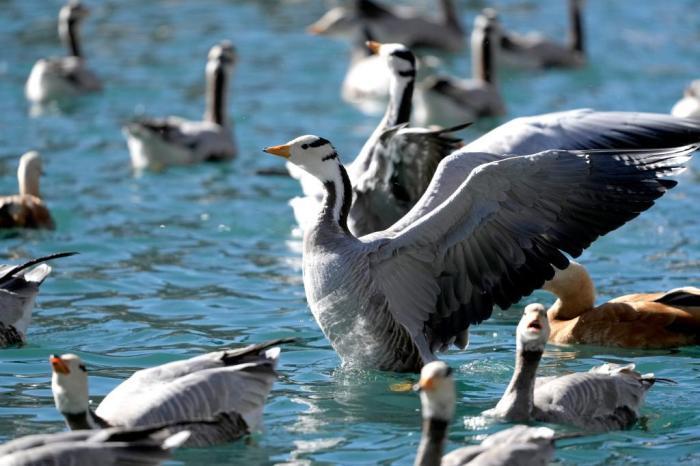 冬日拉薩候鳥“集結(jié)”越冬