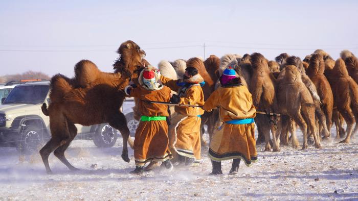 -30℃ 看內蒙古烏珠穆沁草原牧民馴駝