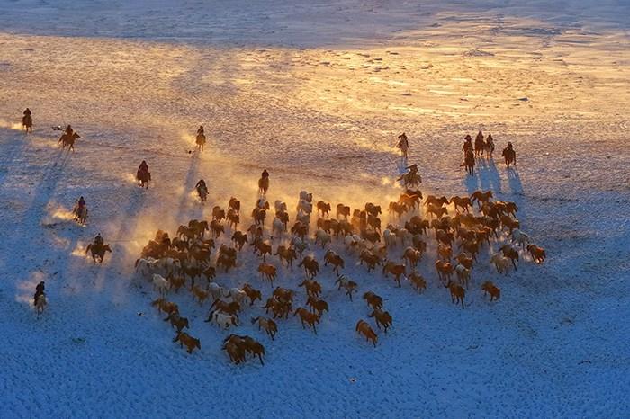 冬日內蒙古烏蘭布統草原上演“萬馬奔騰”