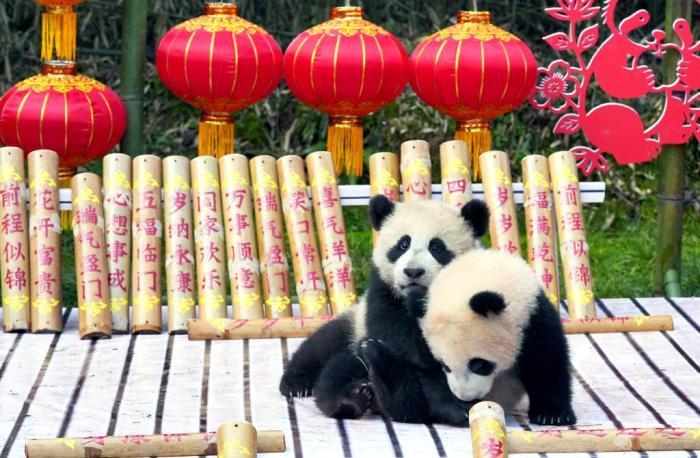 “2025級”新生大熊貓寶寶送出最萌馬年祝福