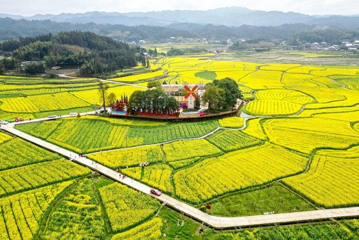 春日賞花季！湖南會(huì)同萬畝油菜花田競(jìng)相綻放