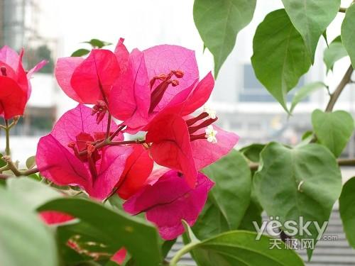 最美還是夕陽紅 十一老年旅游相機選購推薦