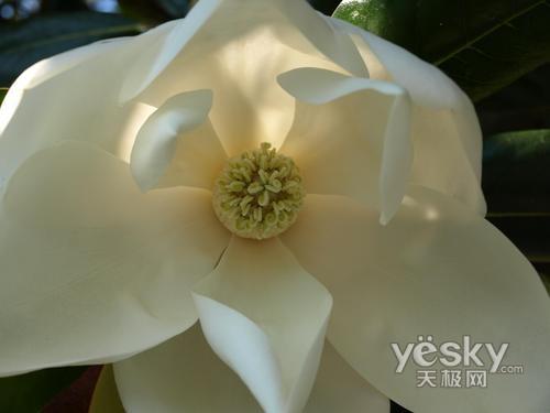 十一出游專業(yè)之選 市場熱門單反相機推薦