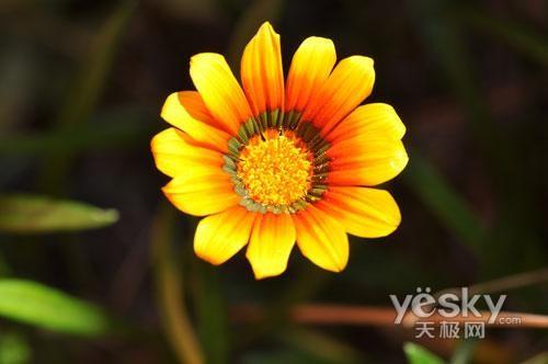 十一出游專業之選 市場熱門單反相機推薦