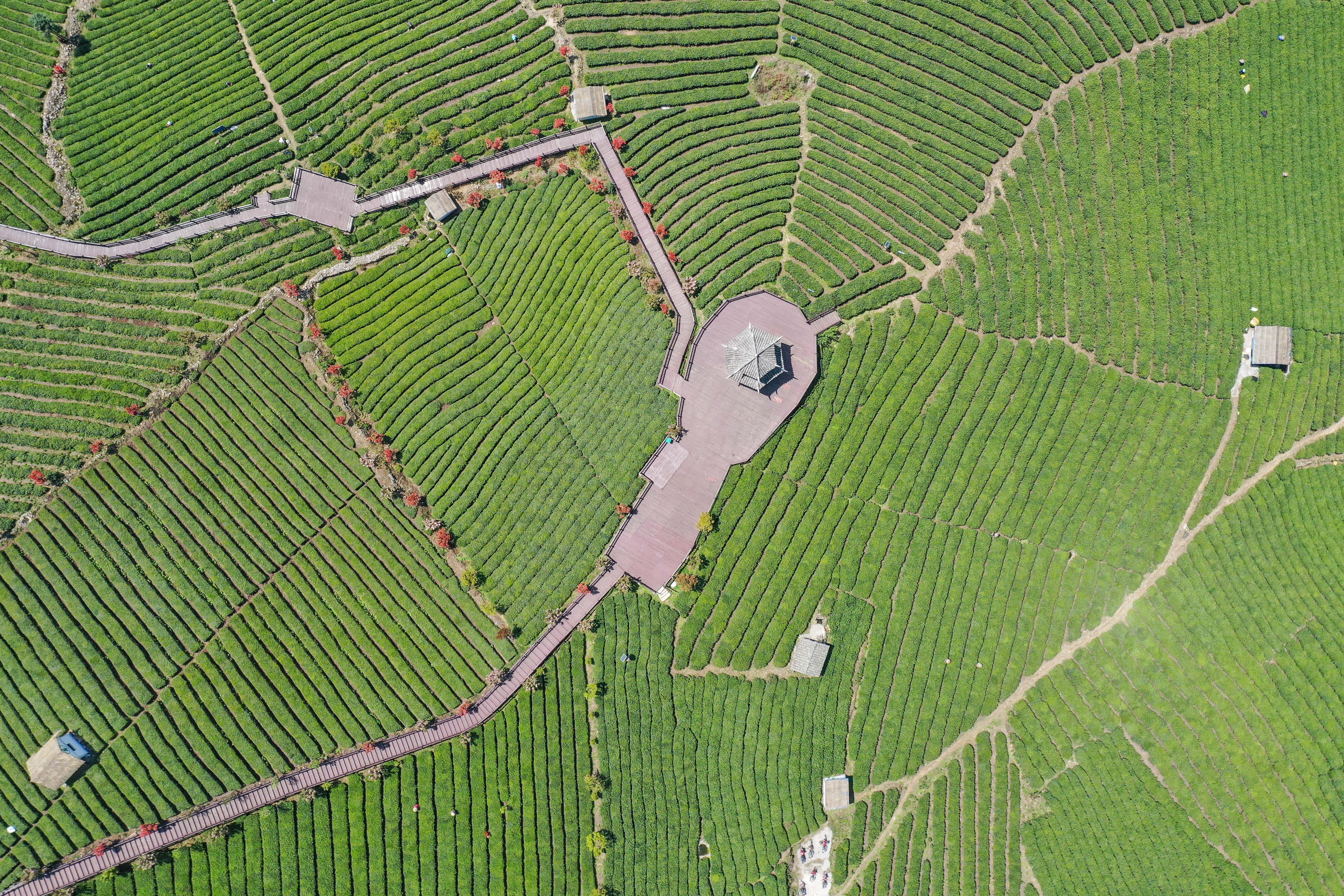 貴州貴定茶農搶采明前茶