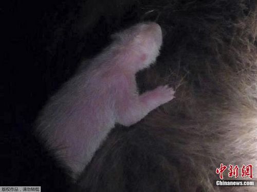 野田佳彥對旅日大熊貓真真所產幼崽夭折表示遺憾