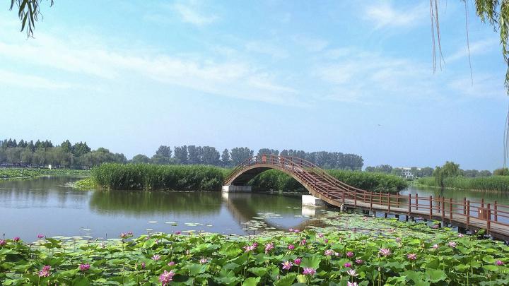 江山如此多嬌丨荷開(kāi)十里，不如泛舟白洋淀，和你……