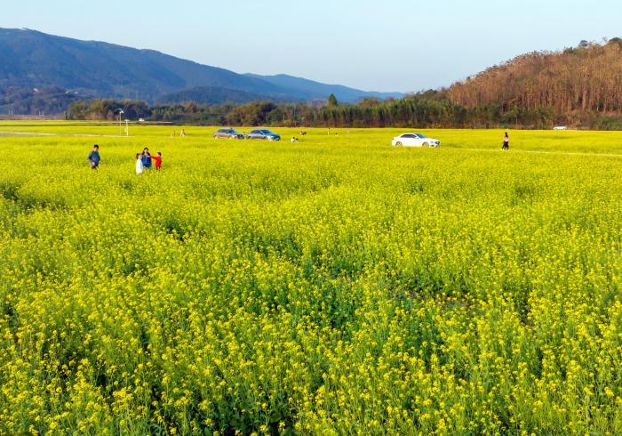 油菜花開惹人醉
