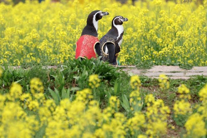 愜意！南京海底世界洪氏環企鵝戶外踏青“享”春光