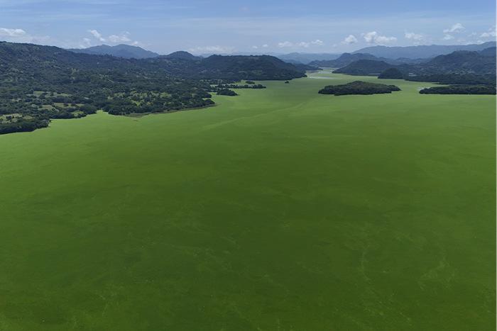 薩爾瓦多蘇奇托托：蘇奇特蘭湖被大薸覆蓋