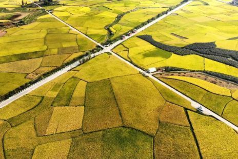 貴州安順：稻谷飄香 “豐”景如畫