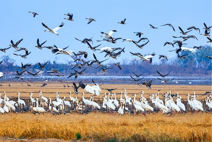 鄱陽湖迎越冬候鳥高峰 百鳥群舞繪生態畫卷